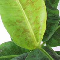 Bananenplant Musa Cavendish incl. sierpot - Binnenplant in pot cadeau