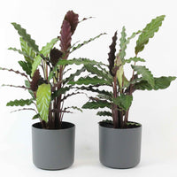 2x Bidplant Calathea Wavestar incl. sierpot - Binnenplanten in sierpot