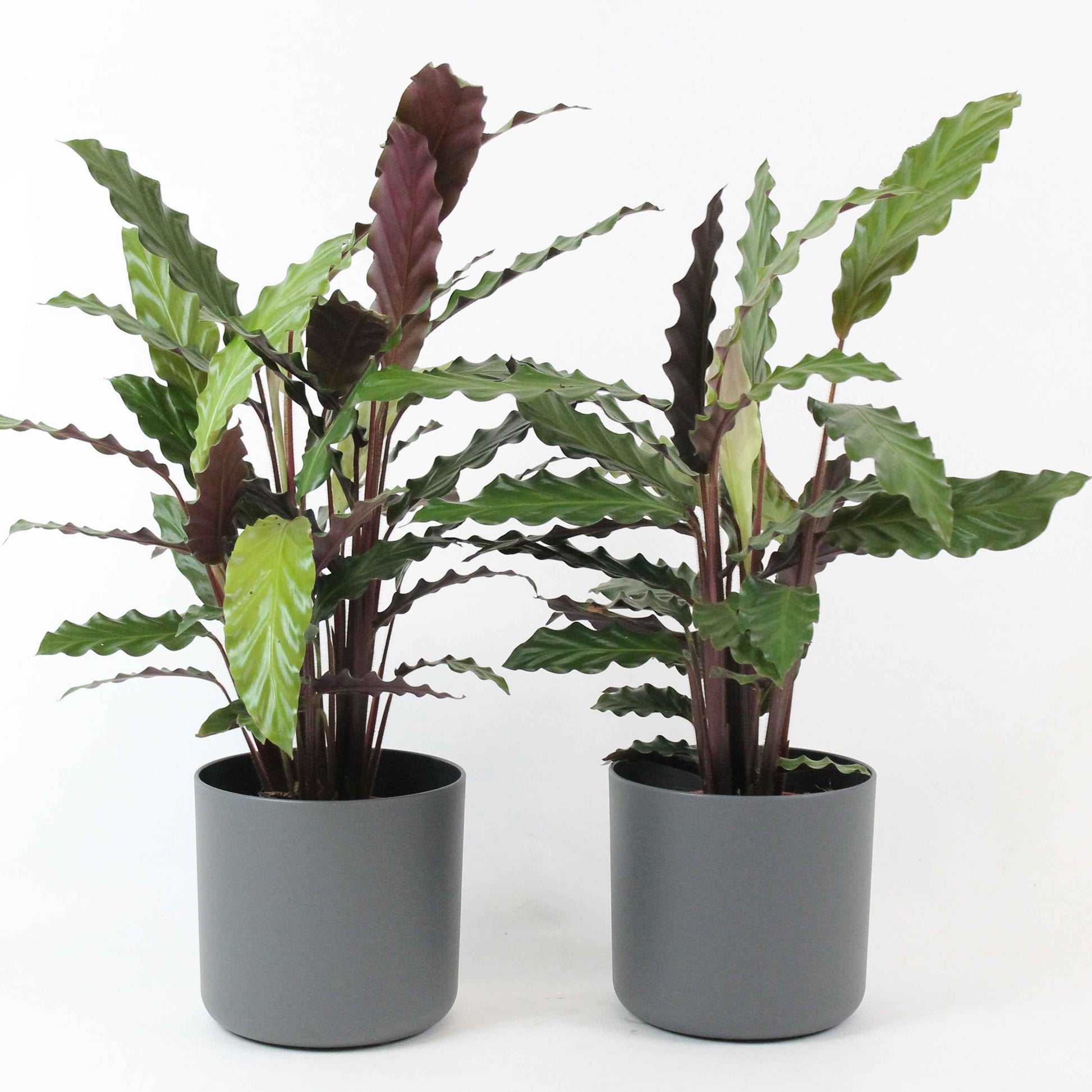 2x Bidplant Calathea Wavestar incl. sierpot - Binnenplanten in sierpot