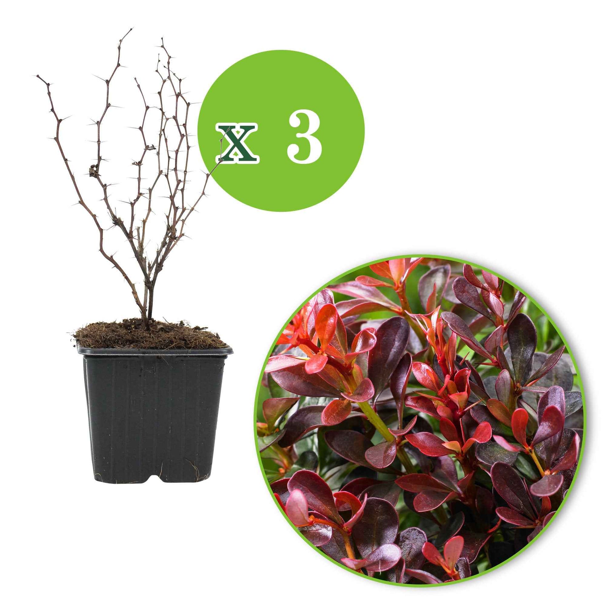 3x Japanse zuurbes Admiration rood - Winterhard - Plant eigenschap