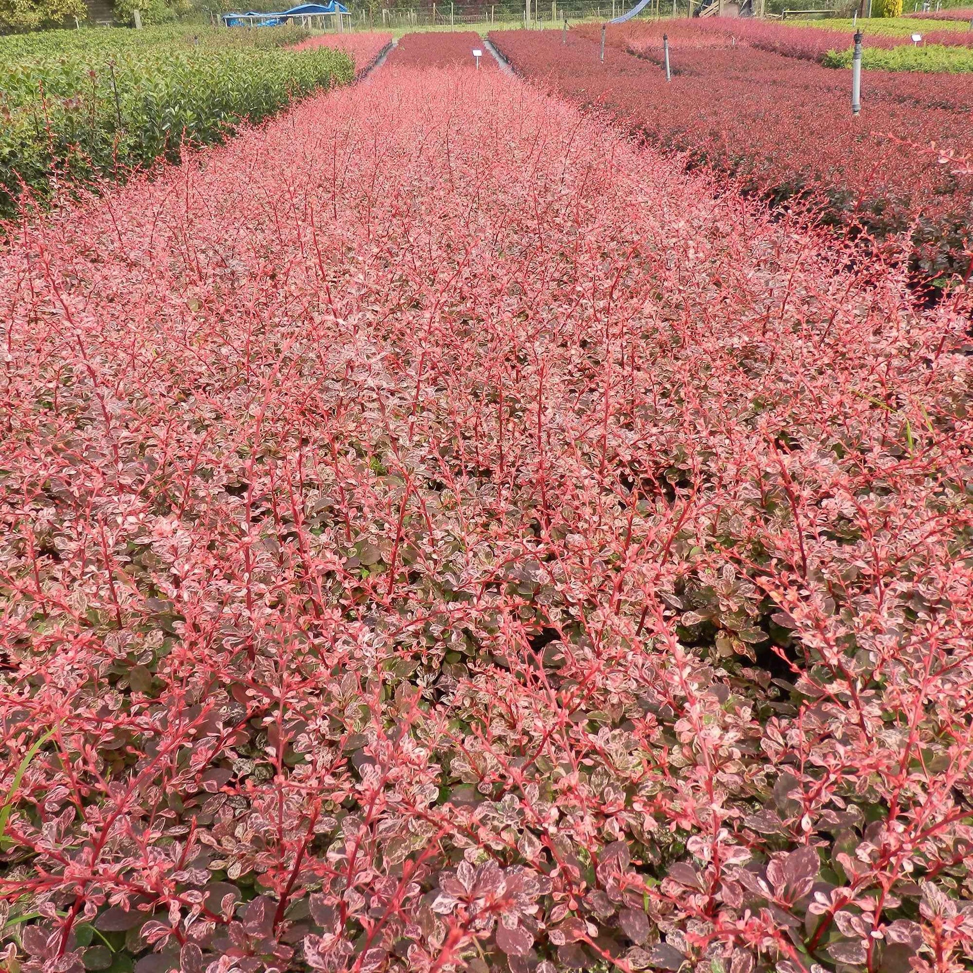 3x Japanse zuurbes Natasza roze - Winterhard - Winterharde planten