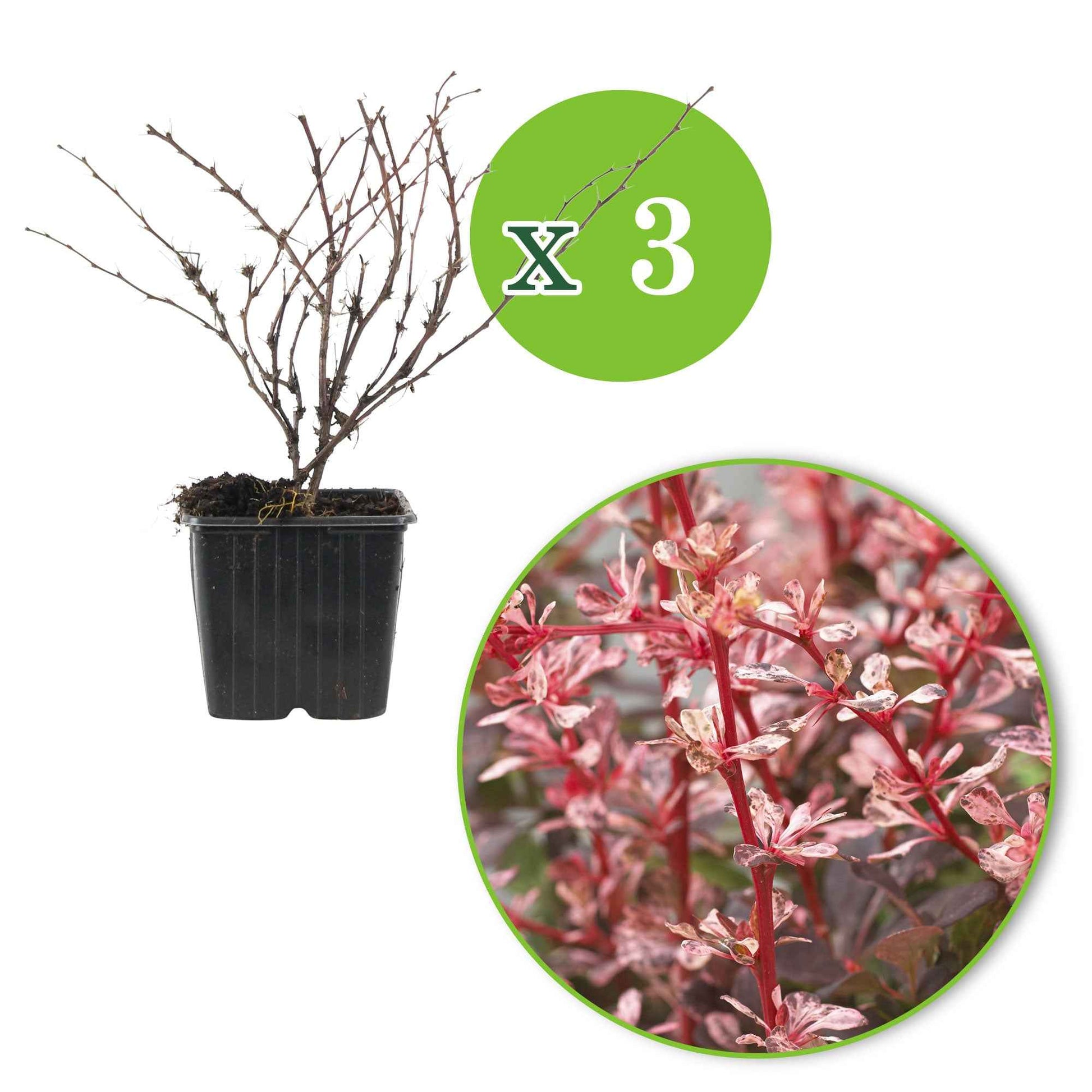 3x Japanse zuurbes Natasza roze - Winterhard - Plant eigenschap