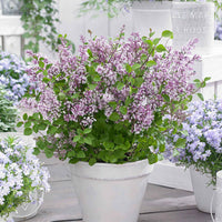 Dwergsering Flowerfesta Purple paars - Winterhard - Tuinplanten