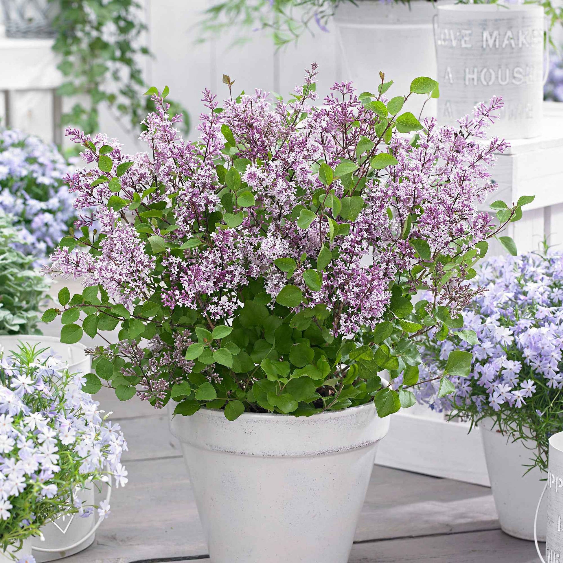 Dwergsering Flowerfesta Purple paars - Winterhard - Tuinplanten