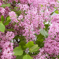 Dwergsering Flowerfesta Pink roze - Winterhard - Heesters