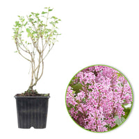 Dwergsering Flowerfesta Pink roze - Winterhard - Bloeiende tuinplanten