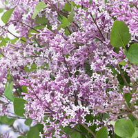 Dwergsering Flowerfesta Purple paars - Winterhard - Heesters