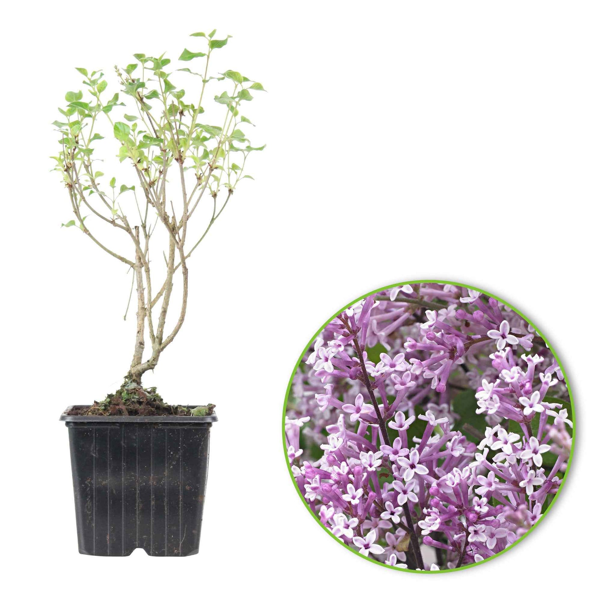 Dwergsering Flowerfesta Purple paars - Winterhard - Bloeiende tuinplanten