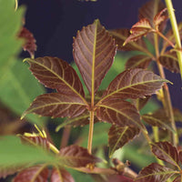 Wilde wingerd Parthenocissus  Henryana groen-rood - Winterhard - Klimheesters