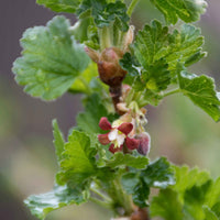 Kruisbes Ribes Lady Late Wit - Bio - Winterhard - Biologische tuinplanten