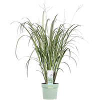 Graslelie Chlorophytum  Starlight wit-groen - Winterhard - Plant eigenschap