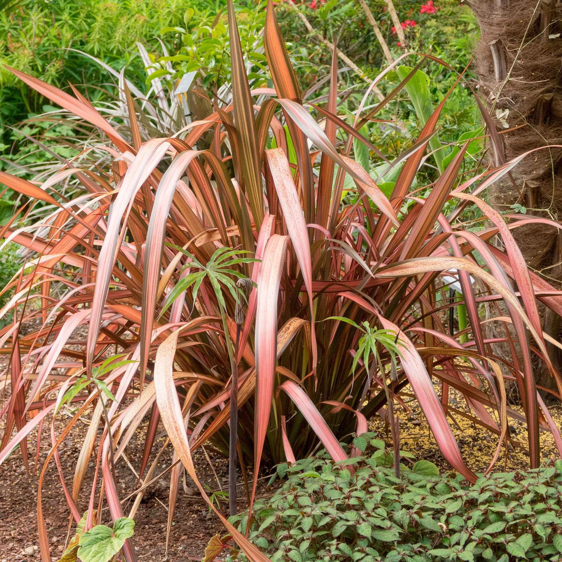 Nieuw Zeelands vlas Phormium Pink Flamingo Roze-Groen - Winterhard - Alle vaste tuinplanten