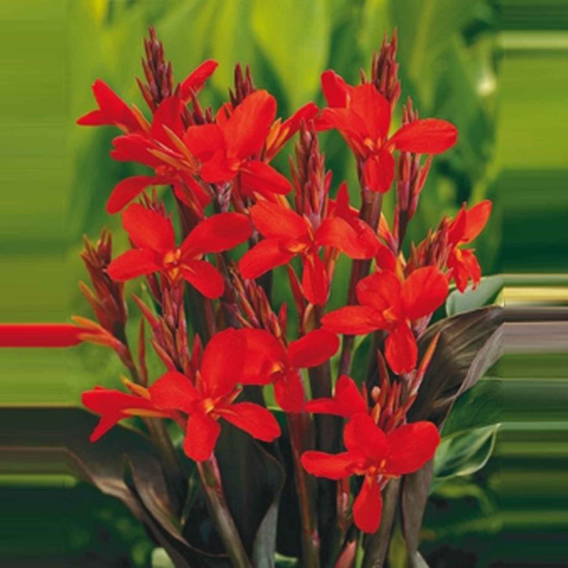 Bloemriet Canna rood - Moerasplant, Oeverplant - Moderne vijver