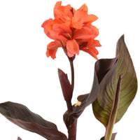 Bloemriet Canna rood - Moerasplant, Oeverplant - Moerasplanten