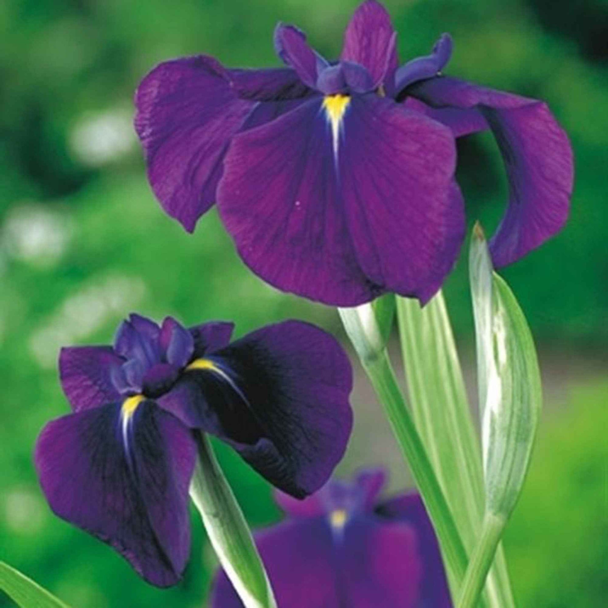 Japanse iris Variegata paars - Moerasplanten
