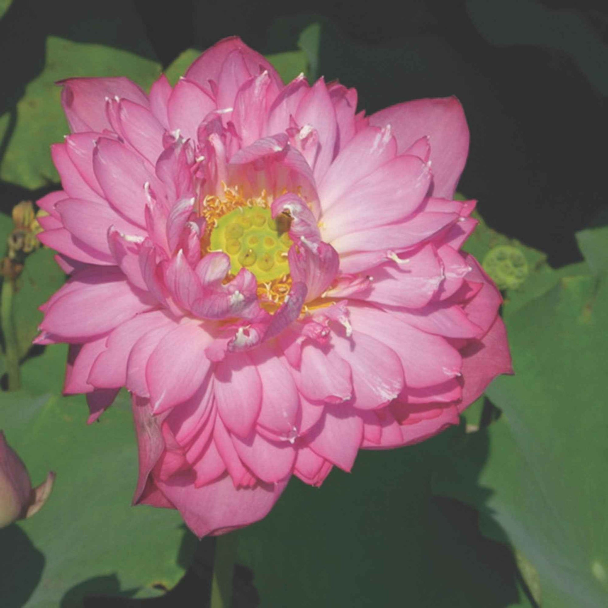 Lotus rood - Alle waterplanten