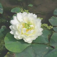 Lotus wit - Moderne vijver