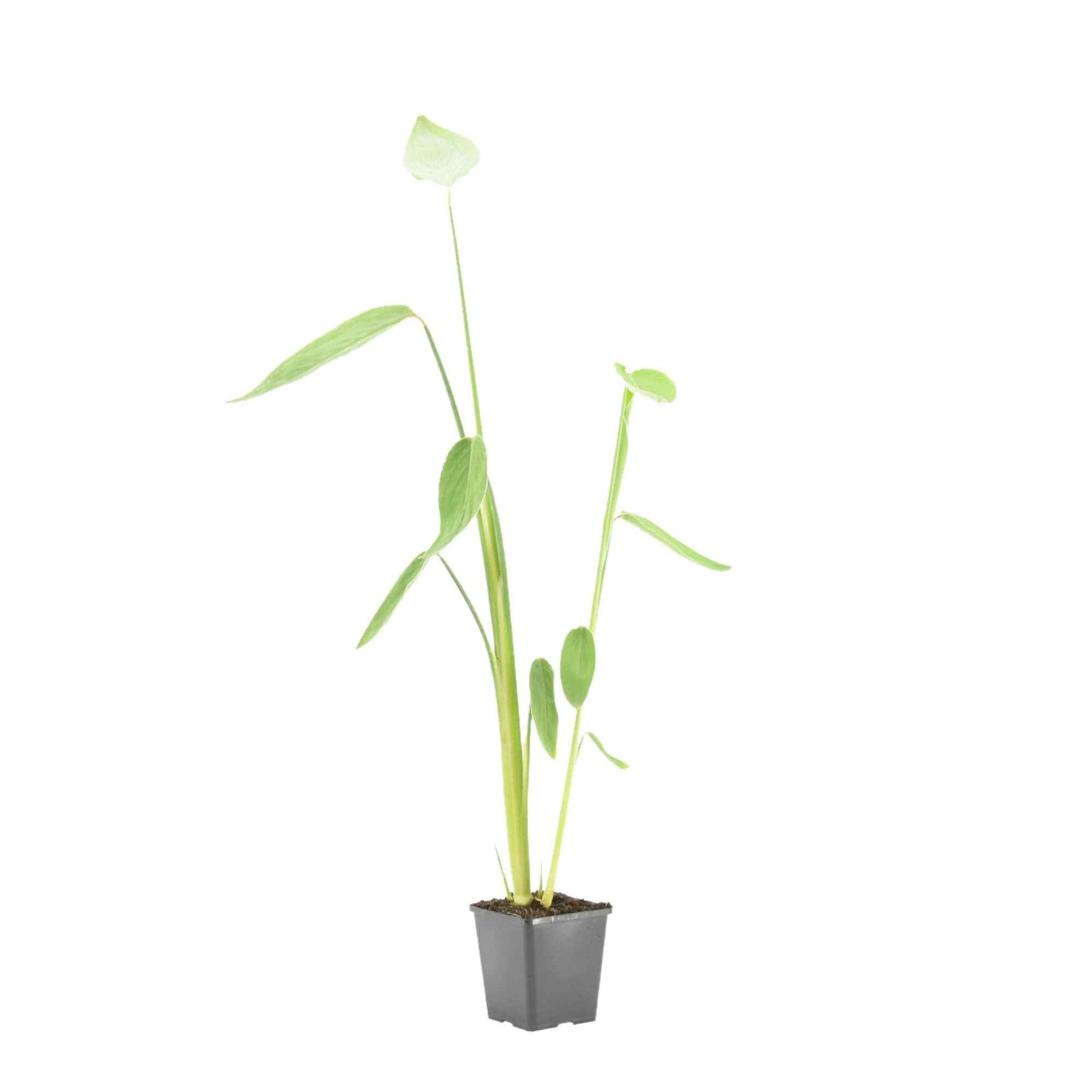 Thalia Dealbata - Moerasplanten