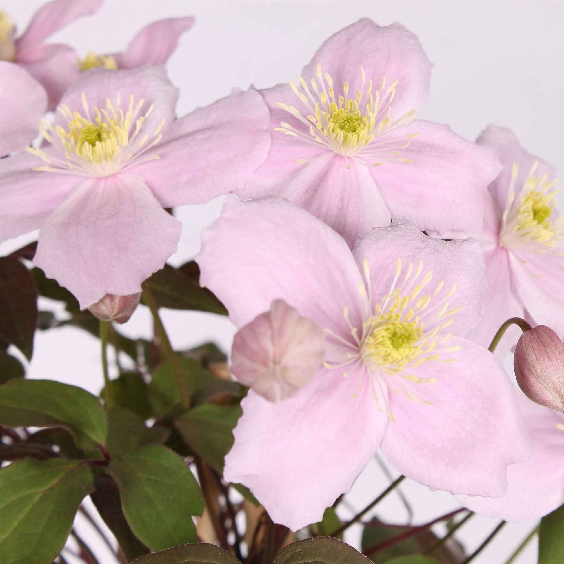 Clematis Fragrant Spring roze - Winterhard - Heesters