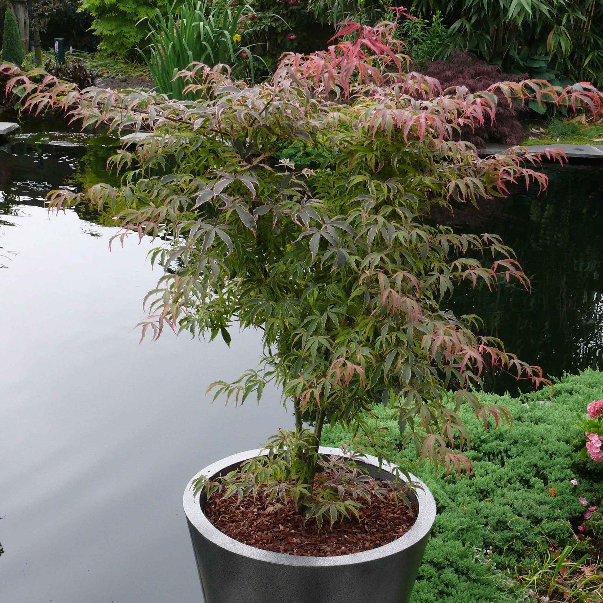 Japanse esdoorn Acer Shirazz roze - Winterhard - Japanse esdoorn