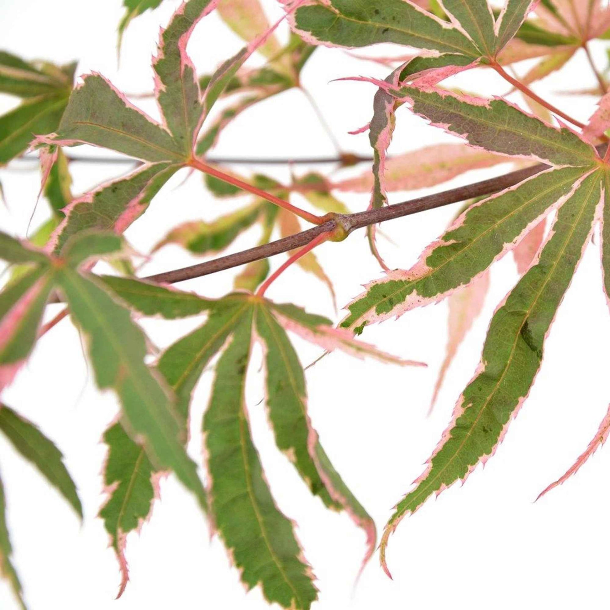 Japanse esdoorn Acer Shirazz roze - Winterhard - Plant eigenschap