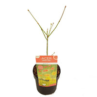 Japanse esdoorn Acer Moonrise geel-rood-oranje - Winterhard - Plant eigenschap