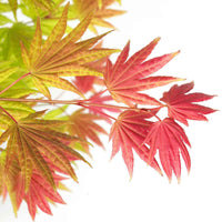 Japanse esdoorn Acer Moonrise geel-rood-oranje - Winterhard - Winterharde planten