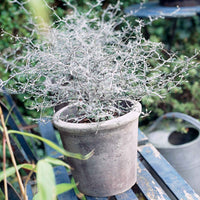 Zigzagstruik Corokia Silver Leaf Groen - Winterhard - Plant eigenschap