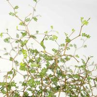 Honingboom Sophora Little Leaf - Winterhard - Sierheesters