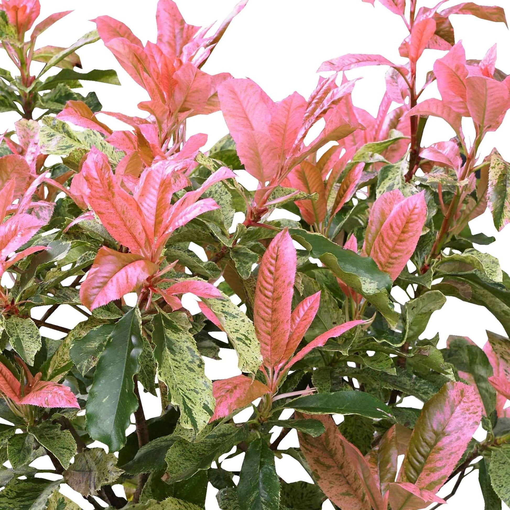 Glansmispel Photinia Pink Crispy groen-roze - Winterhard - Alle bomen en hagen