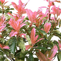 Glansmispel Photinia Pink Crispy groen-roze - Winterhard - Groenblijvende heesters