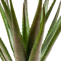 Kunstplant Aloe vera groen-rood incl. sierpot antraciet - Kunstplanten