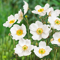 Herfstanemoon Anemone Honorine Jobert - Biologisch wit - Winterhard - Alle vaste tuinplanten