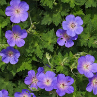 Ooievaarsbek Geranium Rozanne - Biologisch blauw - Winterhard - Alle vaste tuinplanten
