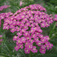 Duizendblad Achillea millefolium Pretty Belinda - Biologisch roze - Winterhard - Biologische tuinplanten