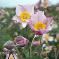 Herfstanemoon Anemone Robustissima - Biologisch roze - Winterhard - Biologische tuinplanten