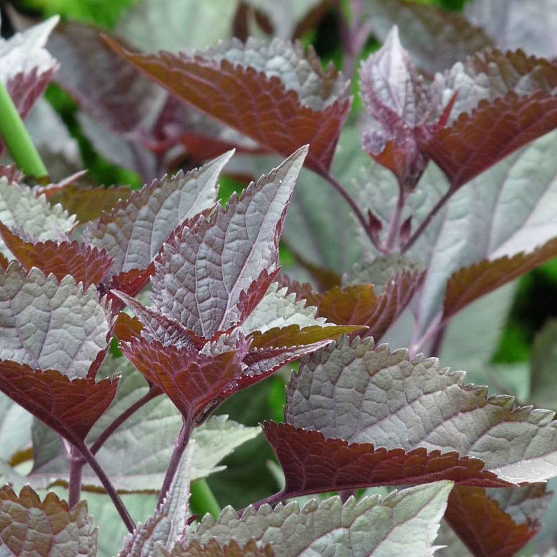 Leverkruid Chocolate - Borderplanten