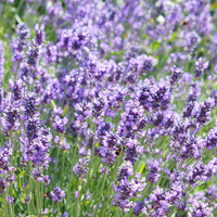 Lavendel Lavandula Hidcote - Biologisch paars - Winterhard - Alle vaste tuinplanten