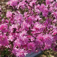 Echte koekoeksbloem Lychnis Petite Jenny - Biologisch roze - Winterhard - Alle vaste tuinplanten