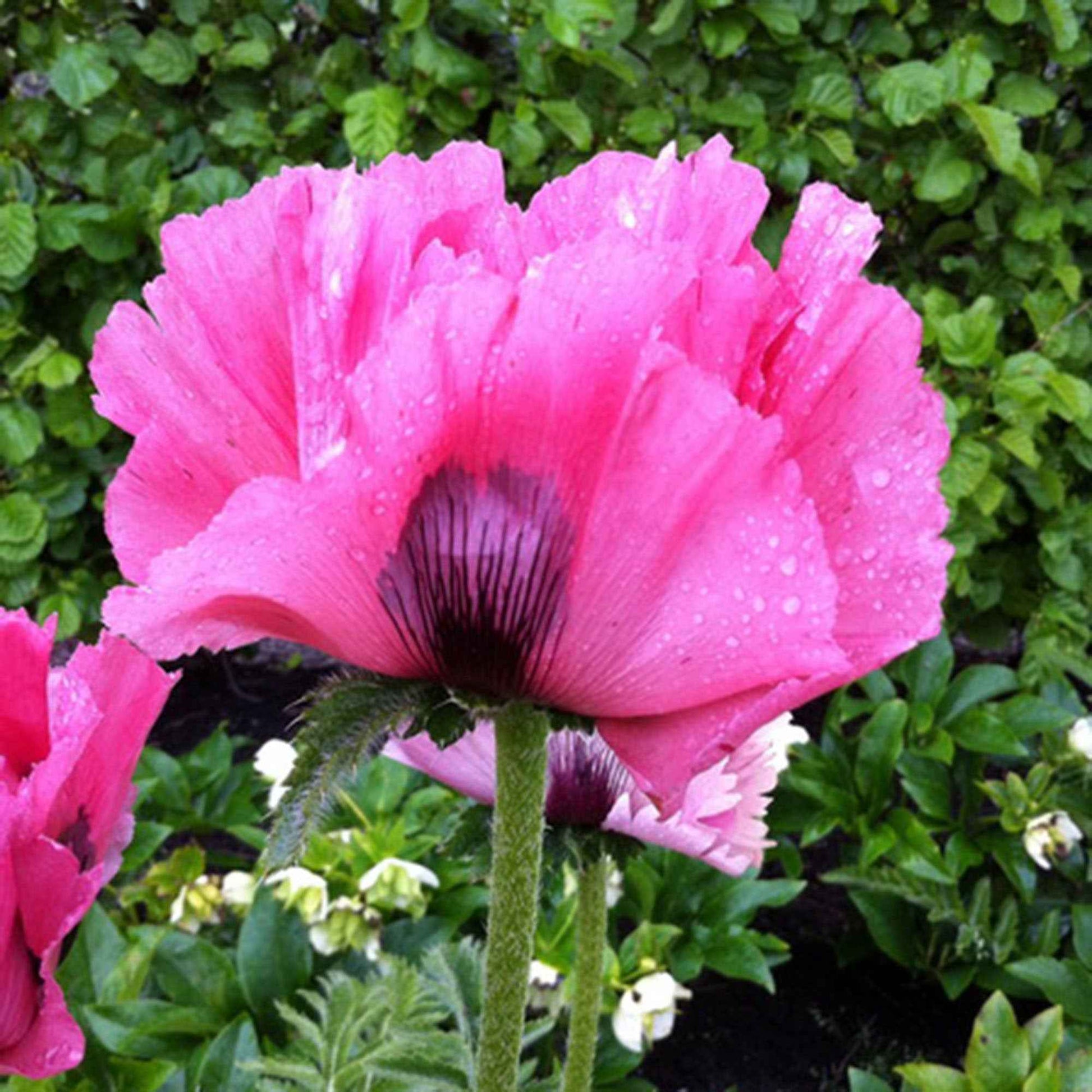 Oosterse klaproos Papaver Pink Perfection - Biologisch roze - Winterhard - Biologische tuinplanten