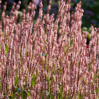 Duizendknoop Persicaria vacciniifolia - Biologisch roze - Winterhard - Alle vaste tuinplanten