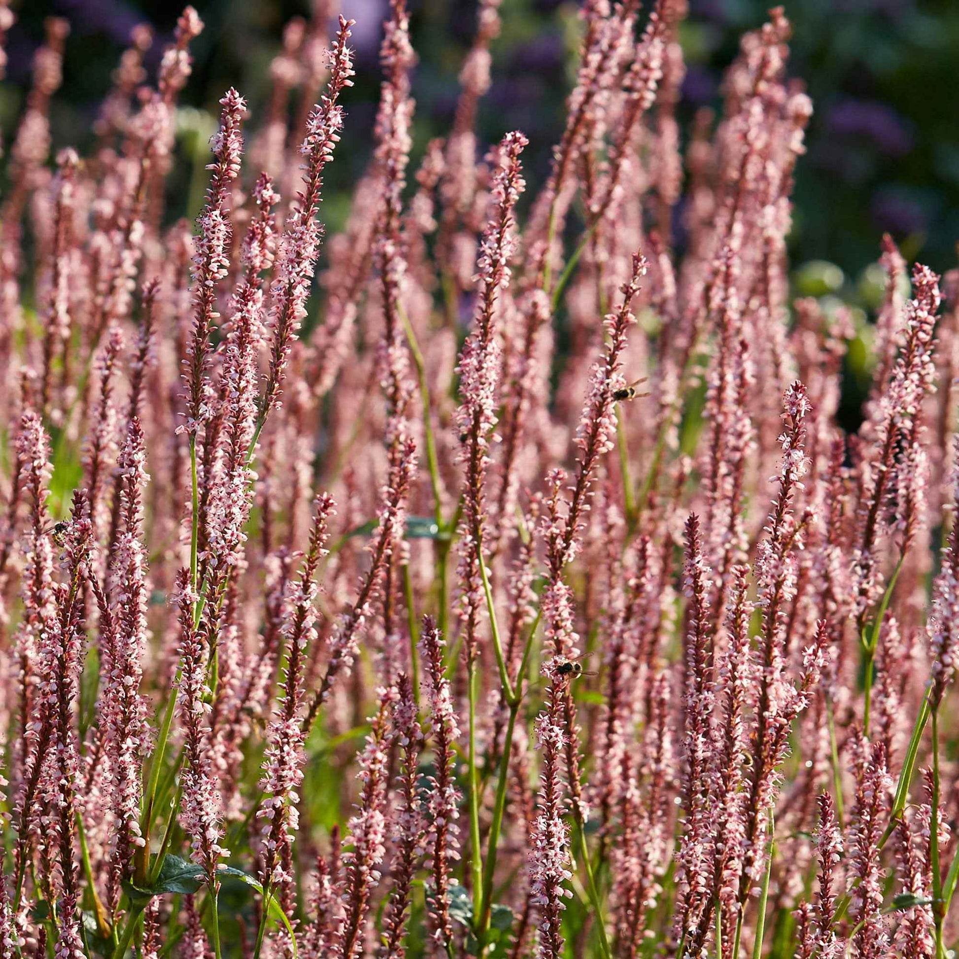 Duizendknoop Persicaria vacciniifolia - Biologisch roze - Winterhard - Biologische tuinplanten