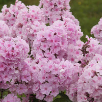 Vlambloem Phlox paniculata Charlotte - Biologisch roze - Winterhard - Alle vaste tuinplanten