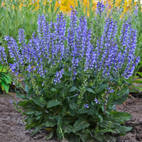 Veldsalie Salvia Azure Snow - Biologisch blauw-wit - Winterhard - Biologische tuinplanten