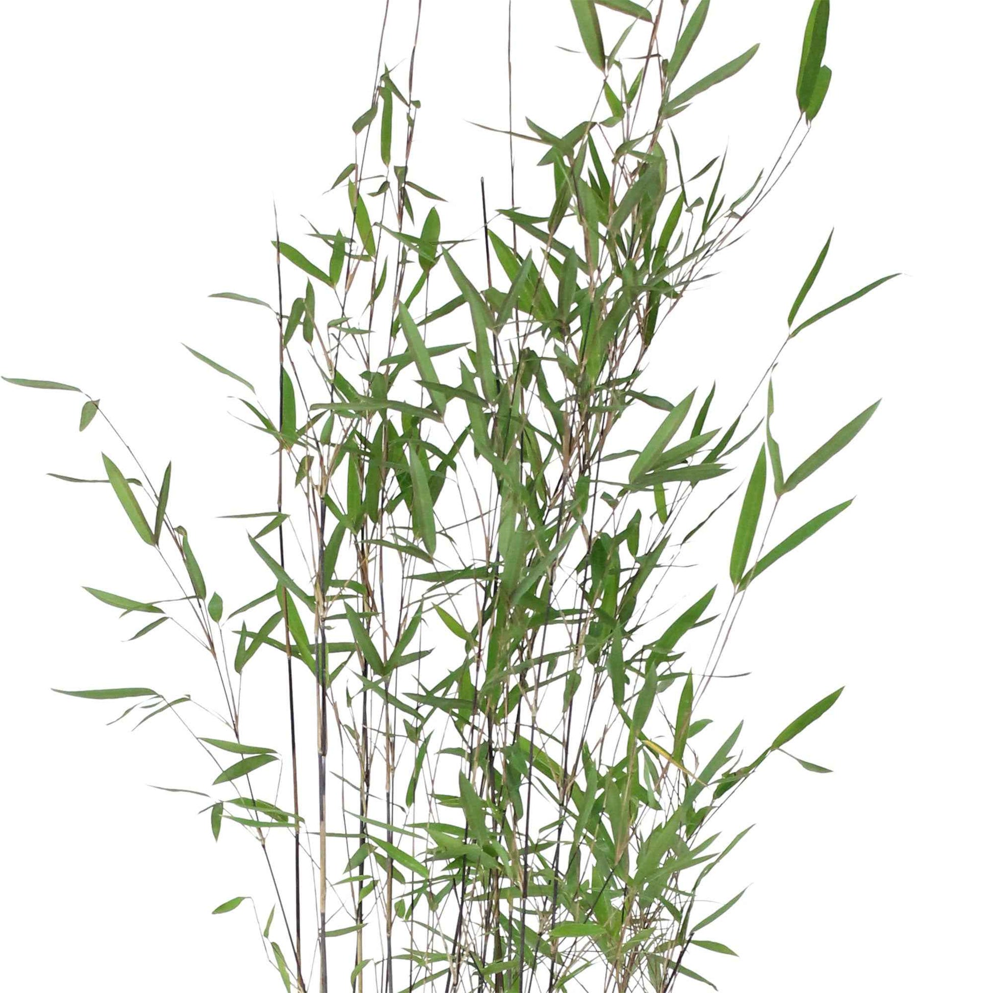 Bamboe Fargesia Black Pearl paars - Winterhard - Alle vaste tuinplanten