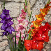 8x Gladiool Gladiolus Glamini - Mix All Colors incl. mand - Alle bloembollen