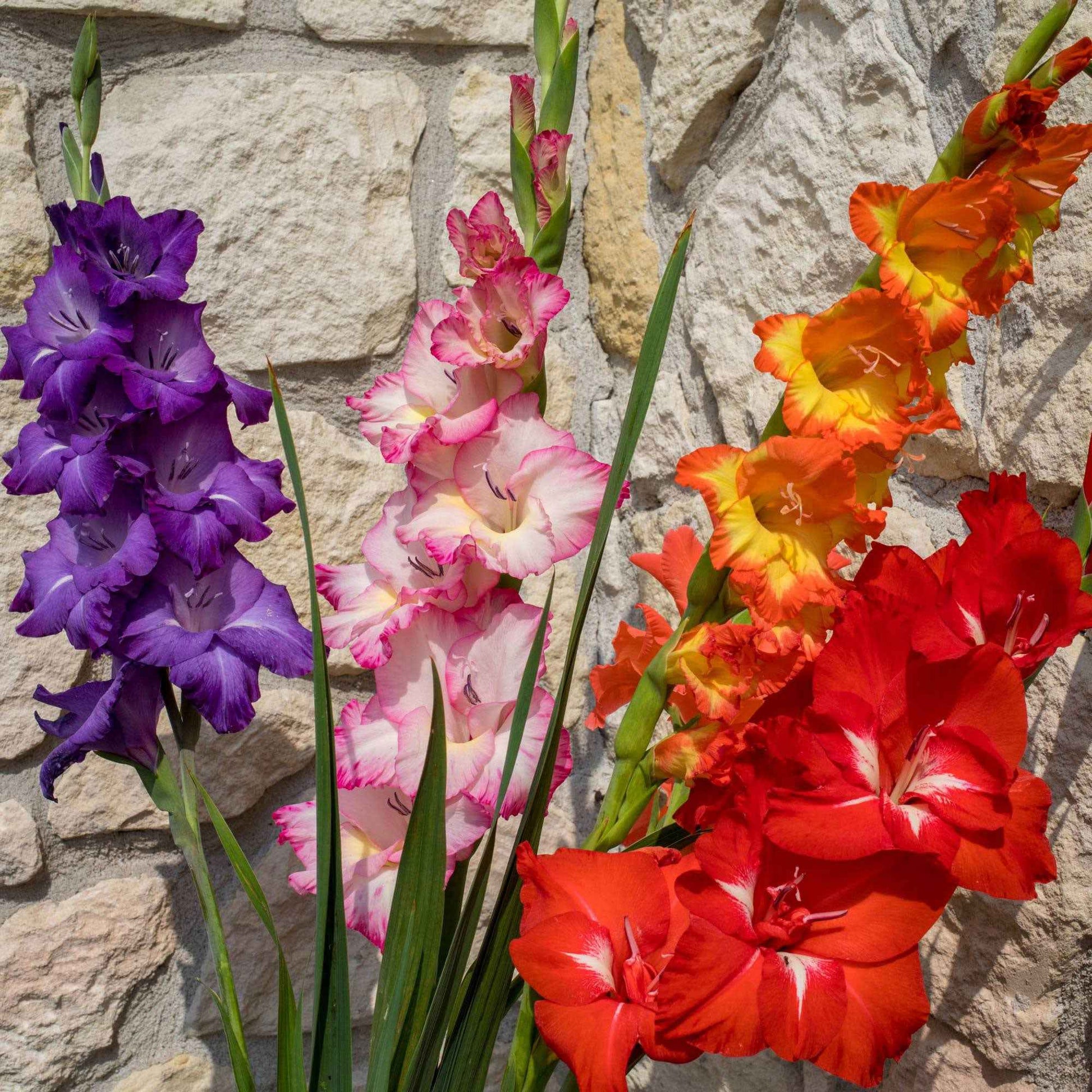 8x Gladiool Gladiolus Glamini - Mix All Colors incl. mand - Alle populaire bloembollen