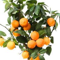 Limoenboom Citrus Red Lime op stam - Bomen en hagen