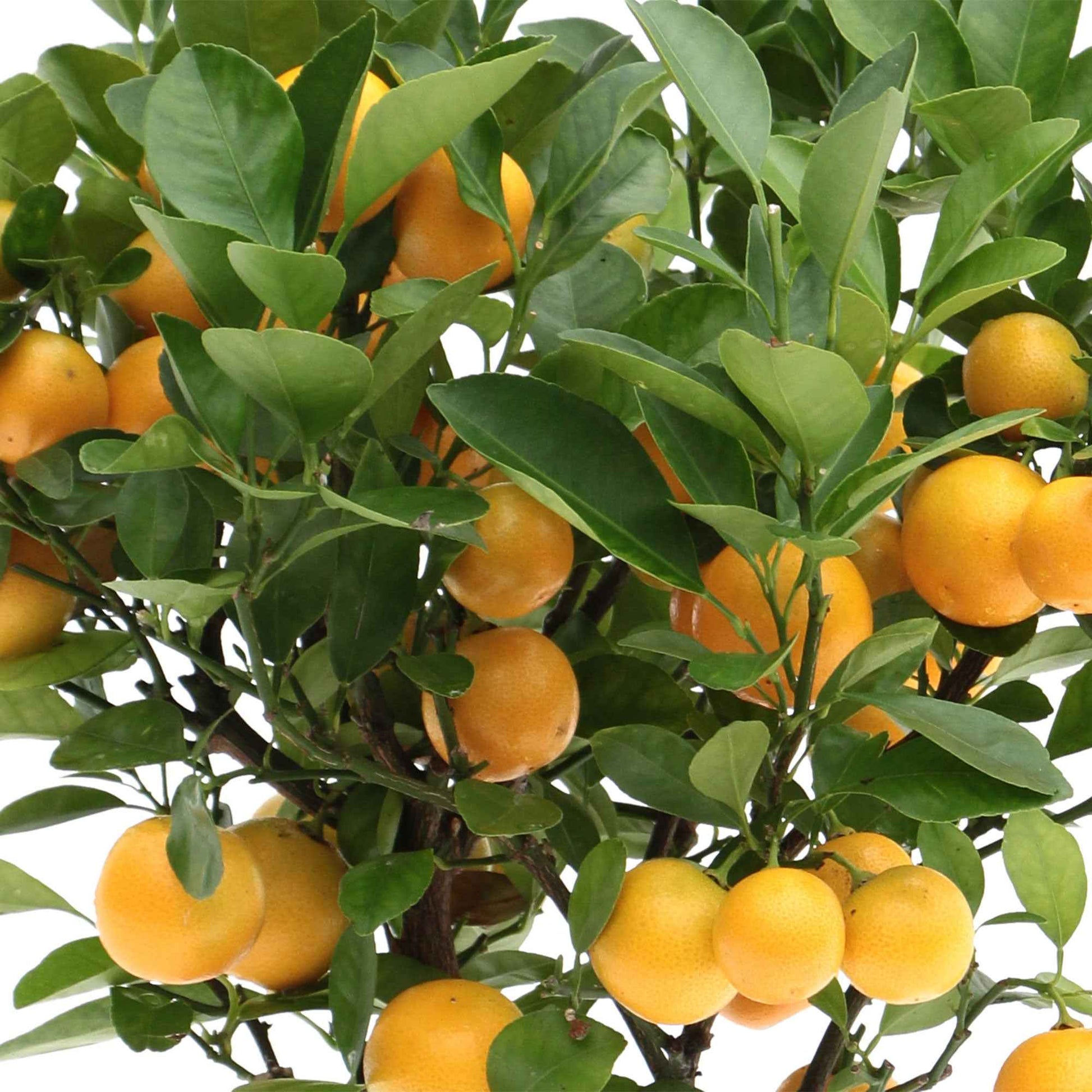 Calamondin Citrus ‘Calamondin’ incl. keramieken sierpot taupe - Buitenplanten in sierpot