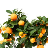 Mandarijnboom Citrus mitis Calamondin incl. stenen sierpot - Bomen en hagen